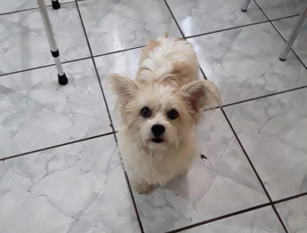 Internauta procura por cachorrinha que sumiu no Bairro Neva, em Cascavel