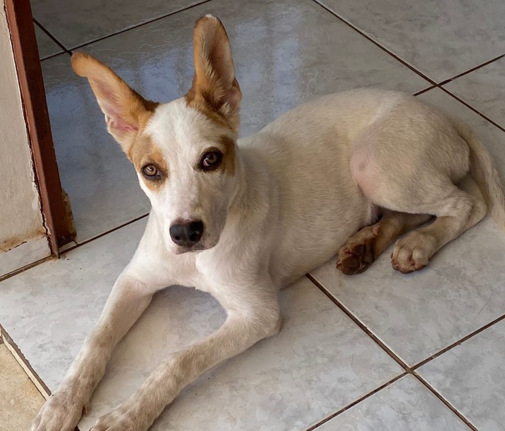 Cachorrinha é encontrada na Av. Carlos Gomes e internauta tenta localizar o dono