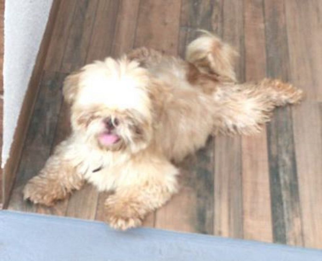 Cachorrinho com coleira foi encontrado no Universitário Cachorrinho com coleira foi encontrado no Universitário