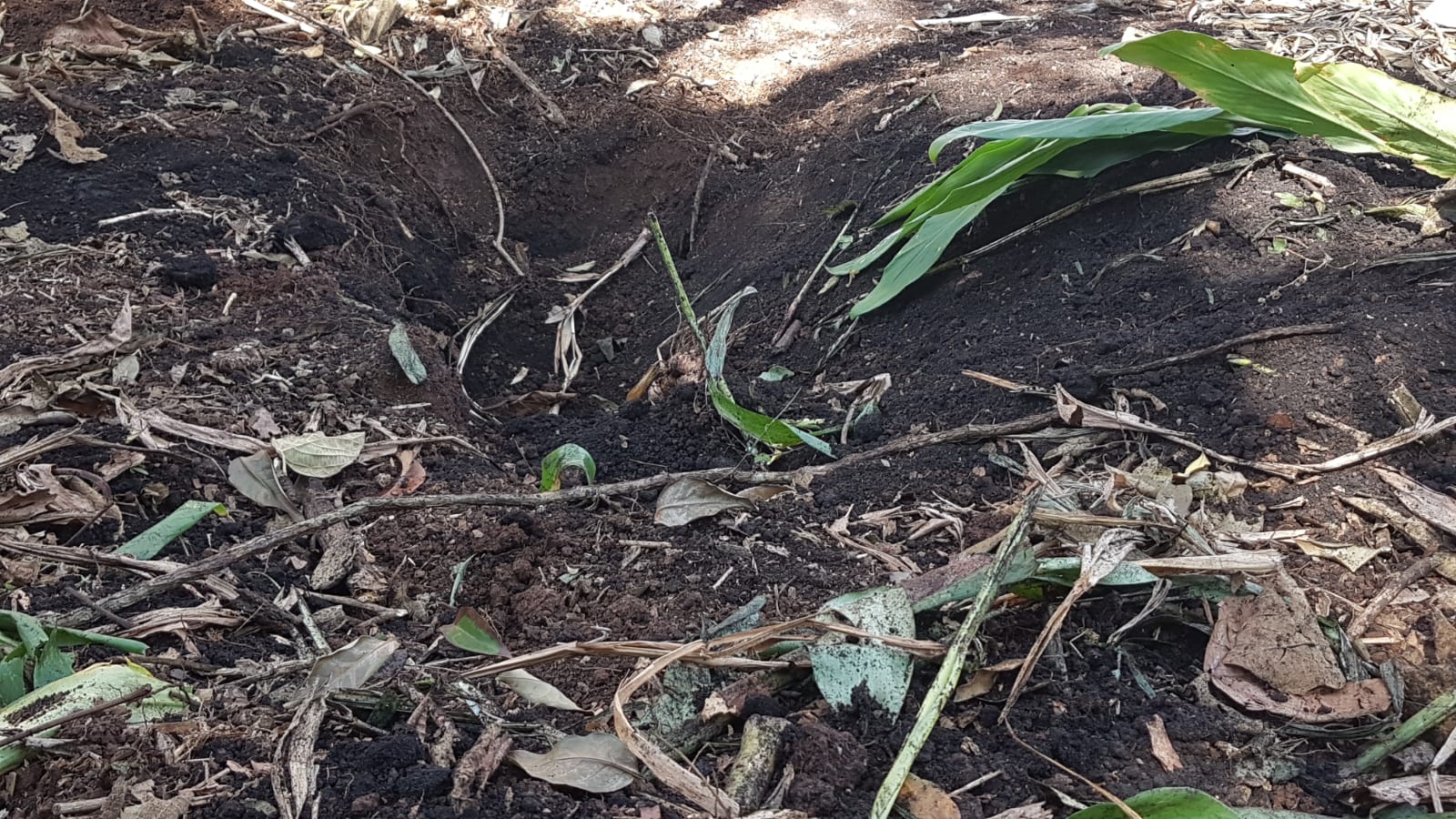 Veja o local onde Renato Aleixo Martins foi enterrado no Parque Vitória