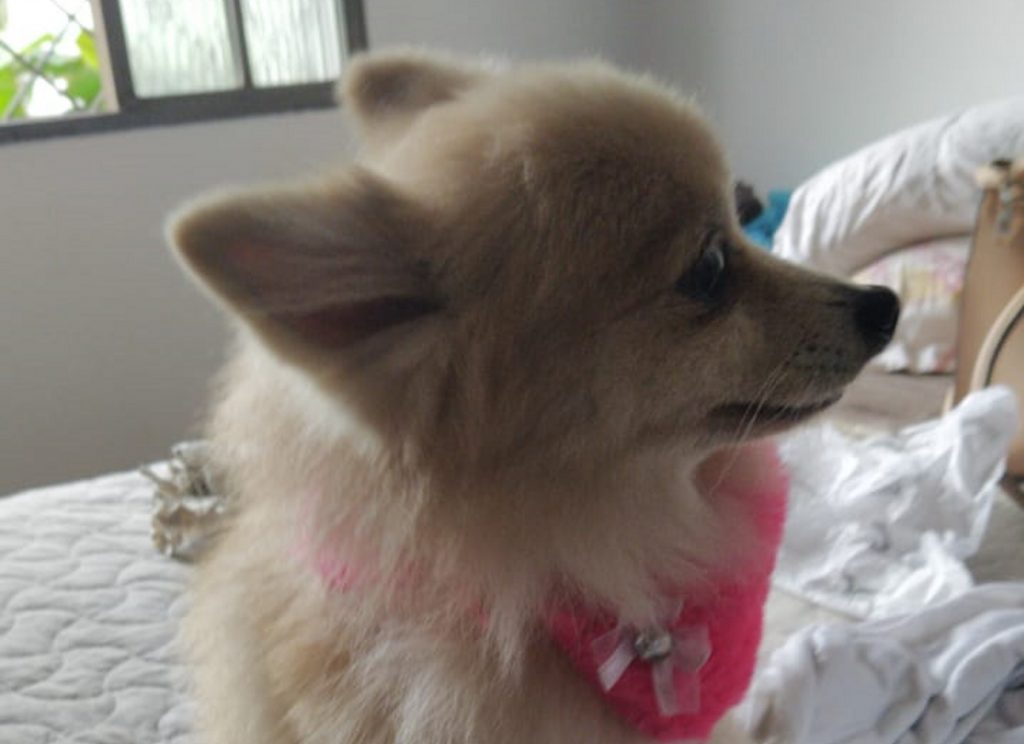 Moradora do Bairro Canadá oferece recompensa por cachorrinha desaparecida