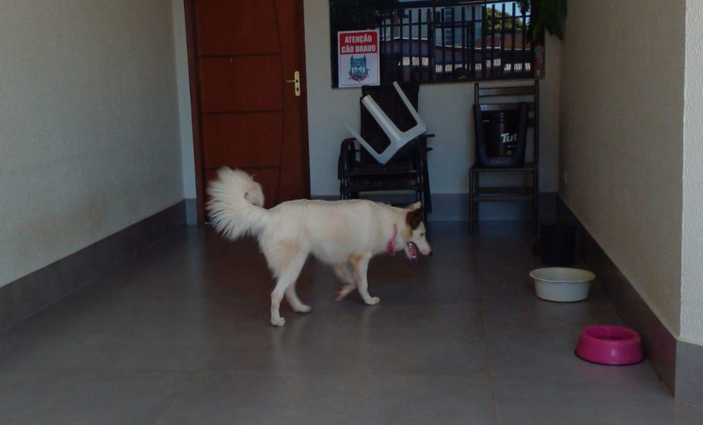 Cachorrinha da raça border collie está desaparecida na região do Cancelli e donos pedem ajuda para encontrá-la