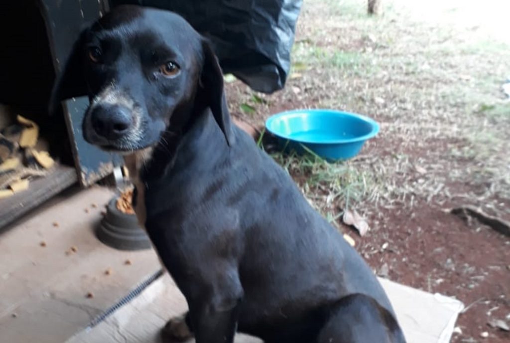 Cão ‘Neguinho’ está desaparecido na região do Bairro Santos Dumont e donos pedem ajuda