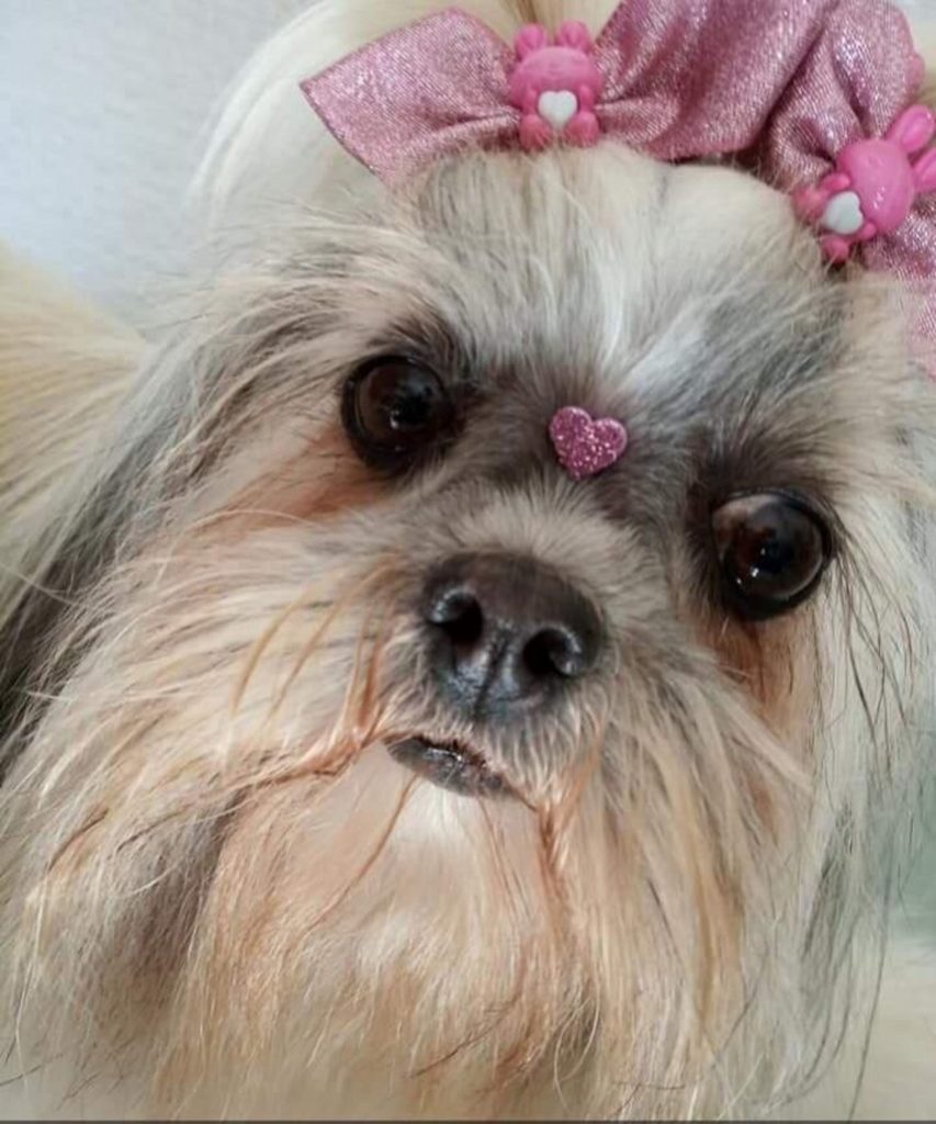 Cachorrinha da raça shih tzu está desaparecida na região do Bairro Parque Verde