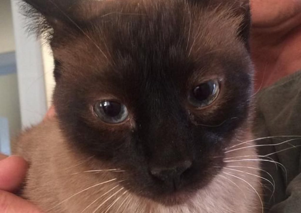 Gato siamês ‘aparece’ em edifício na Avenida Carlos Gomes; morador quer devolvê-lo ao dono