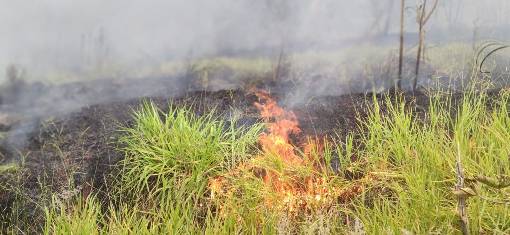 Fogo consome área de vegetação próximo ao Trevo da Ceasa e causa bastante fumaça