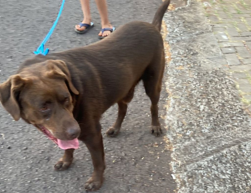 Cão de estimação é encontrado no Bairro Pacaembu e internauta deseja devolvê-lo ao dono