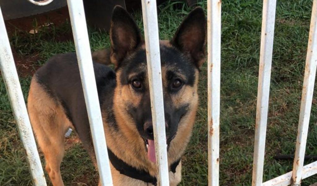 ‘Lobo’ está desaparecido na região do Bairro Pacaembu