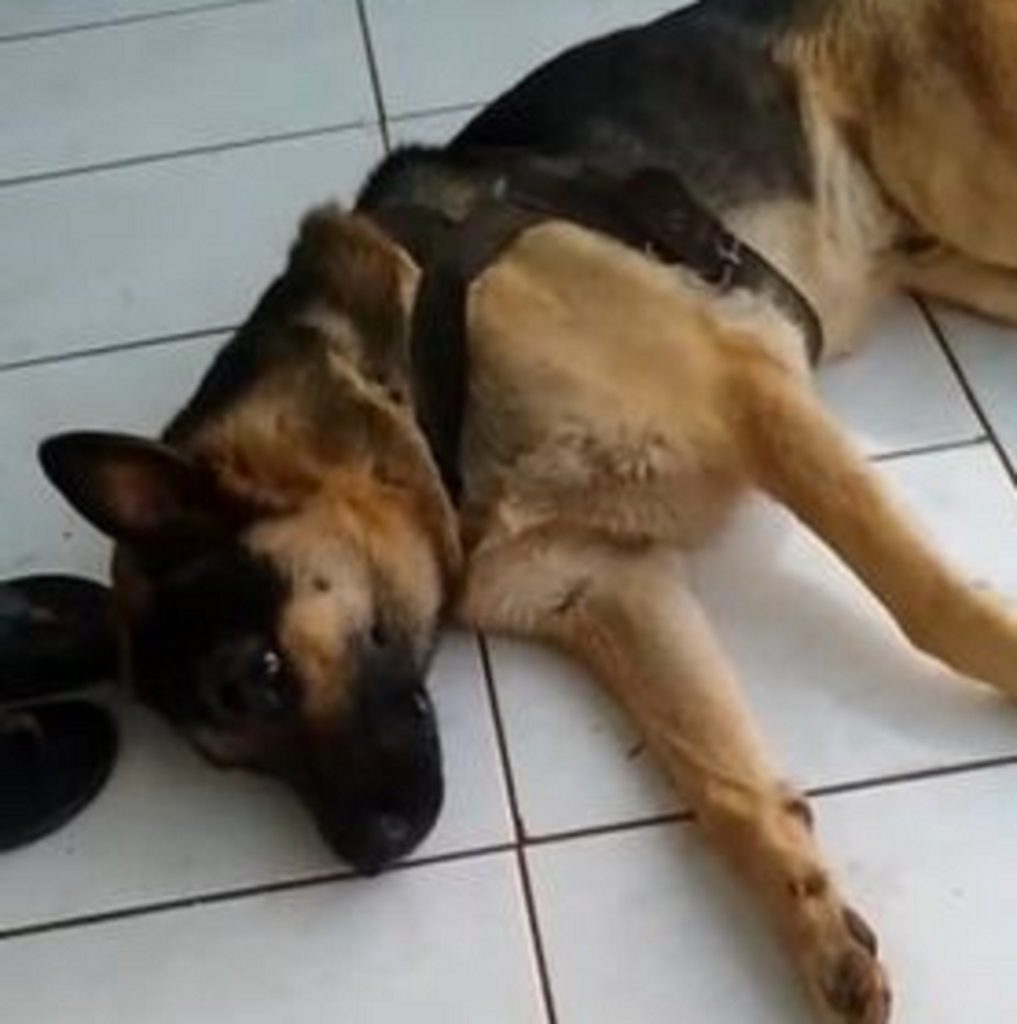 Internauta procura por cachorro da raça pastor alemão que sumiu na região do Bairro Pacaembu
