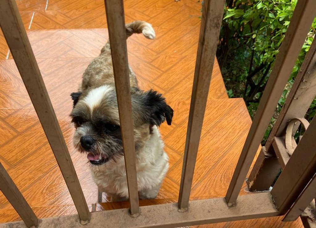 Cachorrinho foi encontrado no Universitário Cachorrinho foi encontrado no Universitário