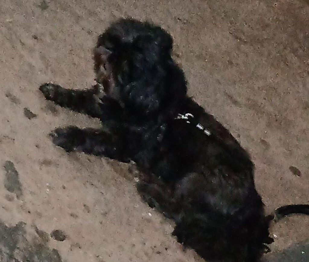 Cachorro sumiu na Rua Paraná Cachorro sumiu na Rua Paraná