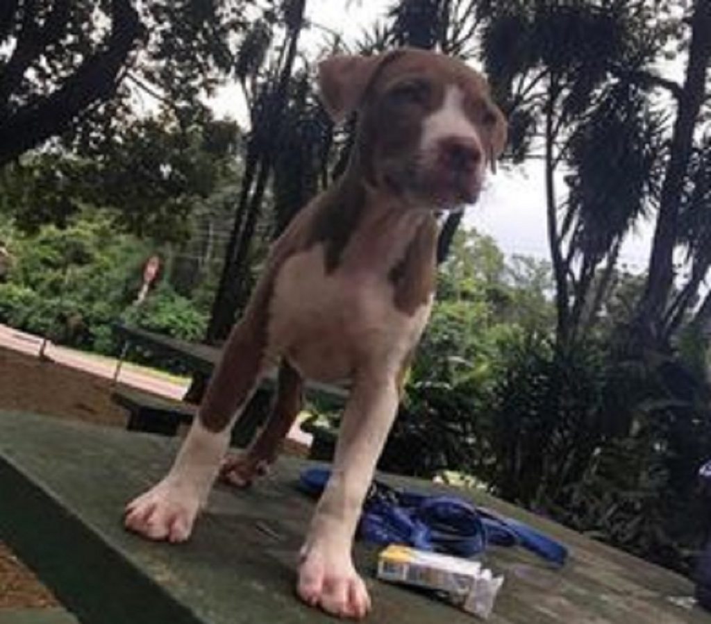 Internauta procura cachorrinho que sumiu na região do Bairro Cancelli, em Cascavel