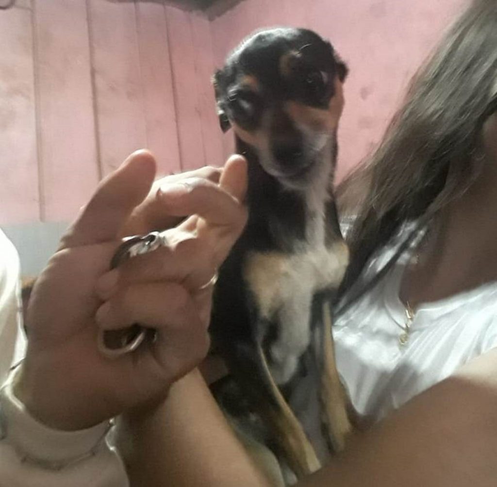 Cachorrinha é resgatada no Periolo Cachorrinha é resgatada no Periolo