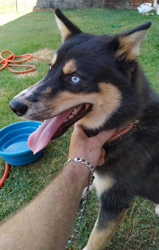 Cachorrinha é resgatada próximo ao Lago Municipal Cachorrinha é resgatada próximo ao Lago Municipal