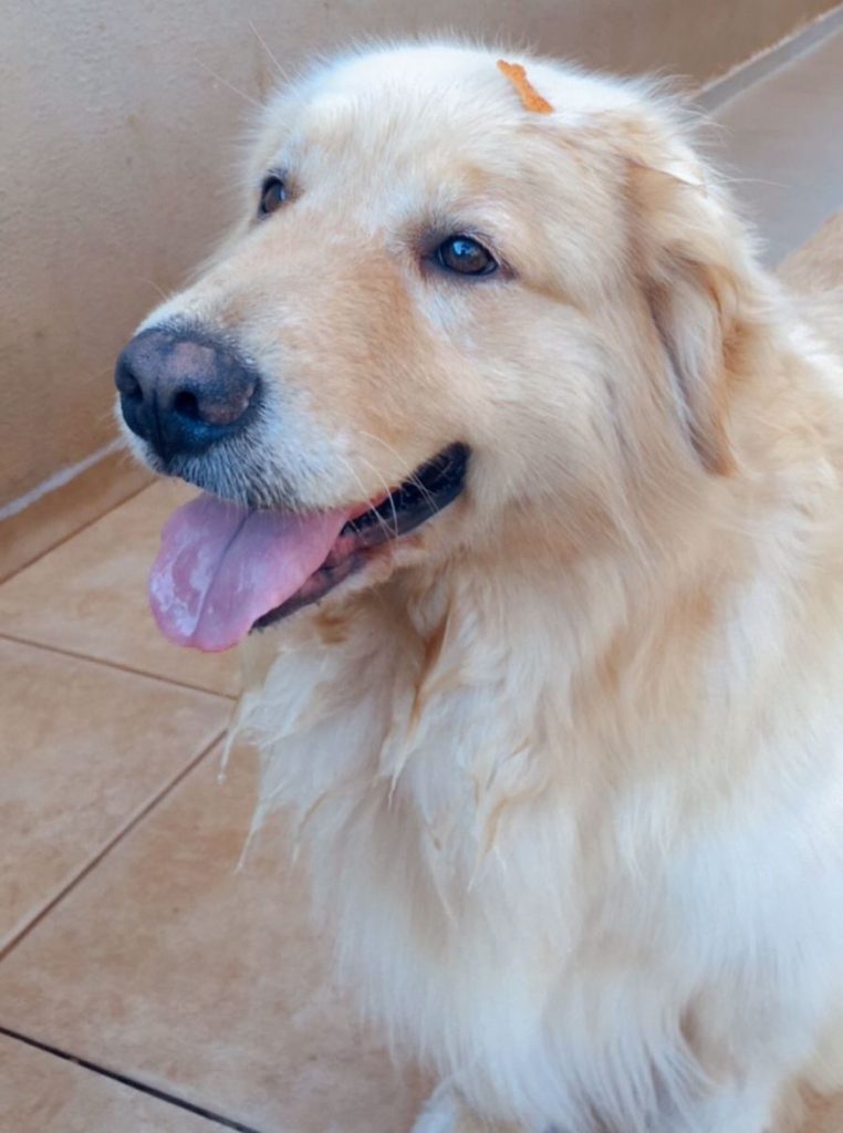 Cachorrinha Manu sumiu na região do Lago Cachorrinha Manu sumiu na região do Lago