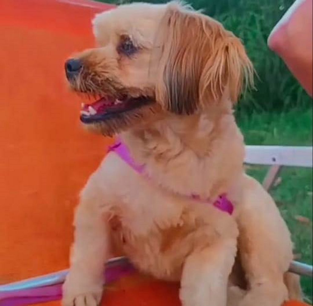 Cachorrinha Lili sumiu no Brasmadeira Cachorrinha Lili sumiu no Brasmadeira