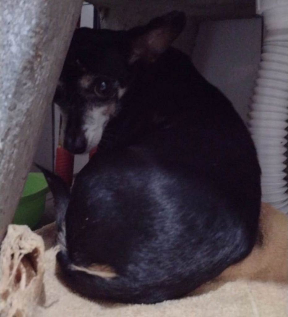 Cachorrinha é encontrada próximo ao Ceasa Cachorrinha é encontrada próximo ao Ceasa