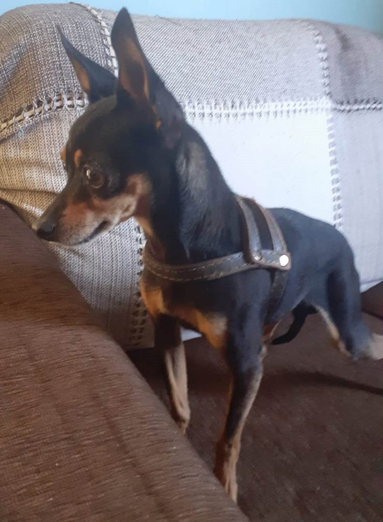 Pinscher foi resgatado no Brasília Pinscher foi resgatado no Brasília