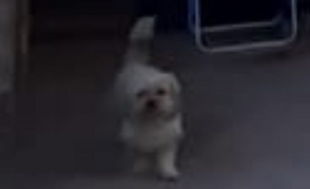 Cachorrinho Téo sumiu no Brasília Cachorrinho Téo sumiu no Brasília