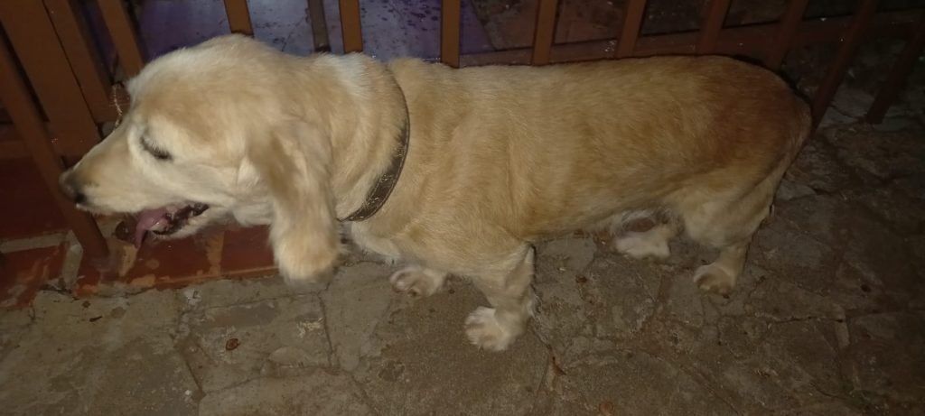 Cachorrinha é encontrada no Parque São Paulo Cachorrinha é encontrada no Parque São Paulo