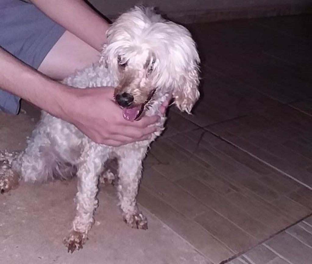 Cachorrinha é resgatada no Pioneiros Catarinenses Cachorrinha é resgatada no Pioneiros Catarinenses