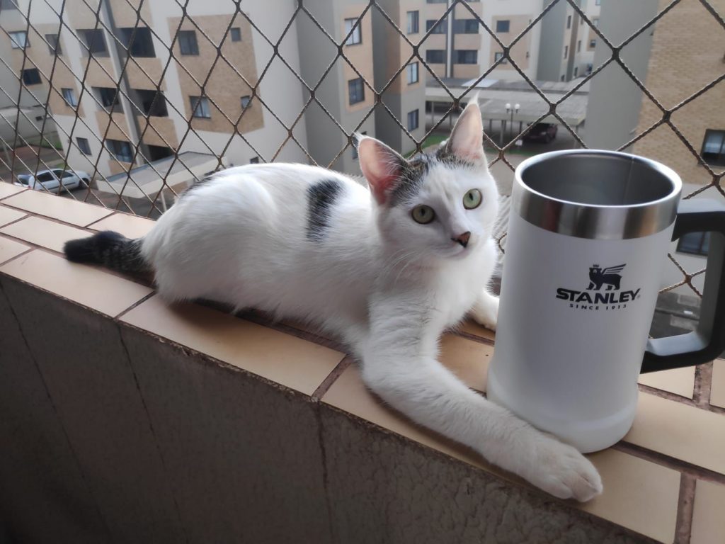 Gatinha está desaparecida no Brasmadeira Gatinha está desaparecida no Brasmadeira