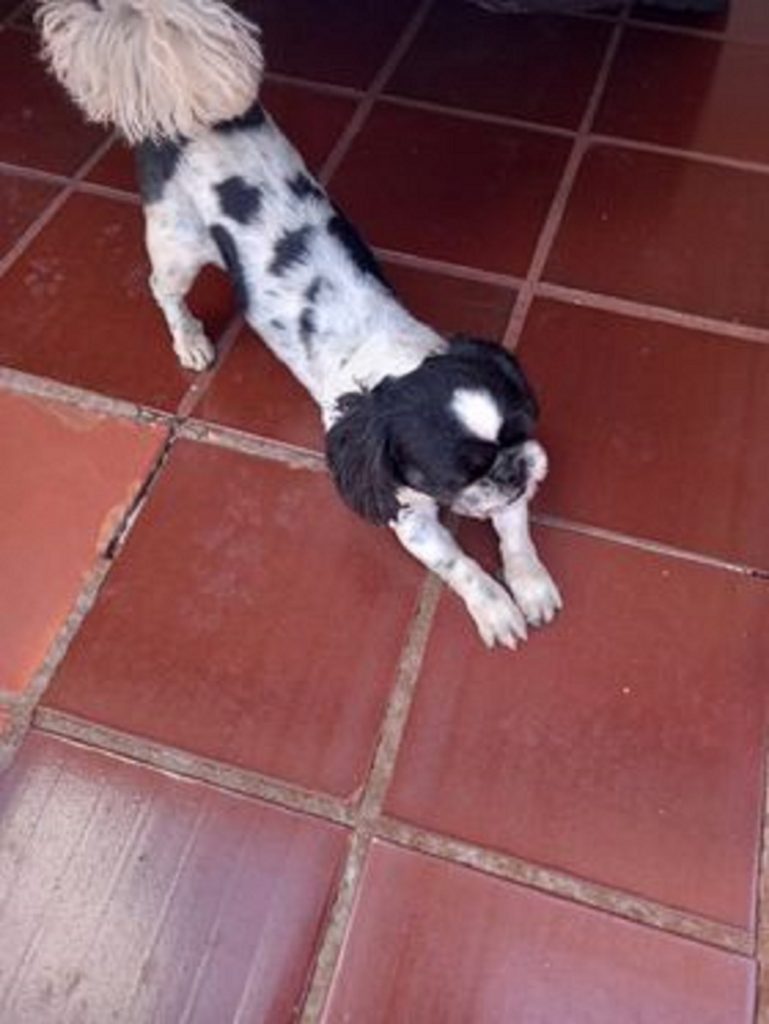 Cachorro é localizado na Rua Castro, no Bairro São Cristóvão e internauta tenta encontrar o dono