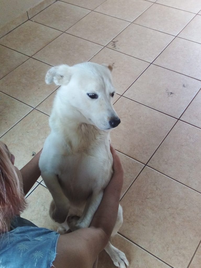 Internauta procura cão que sumiu ontem na Rua Públio Pimentel