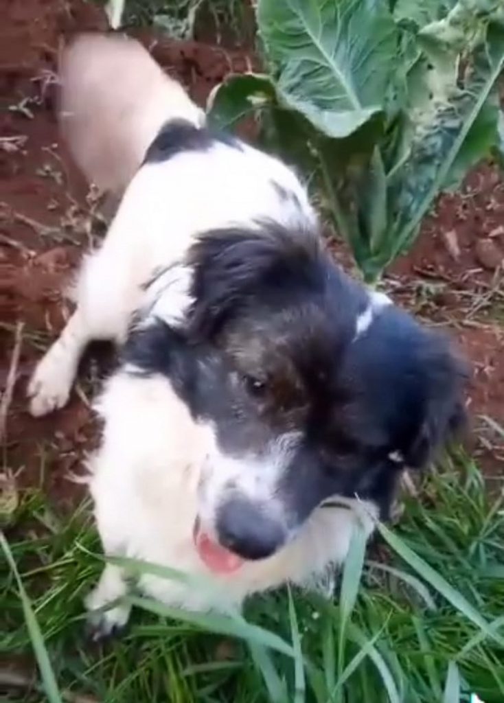 Internauta procura cachorro Bob que sumiu ontem no Bairro Universitário
