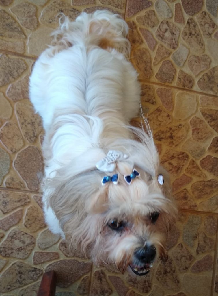Internauta resgata cachorrinha perto da Igreja São José Operário