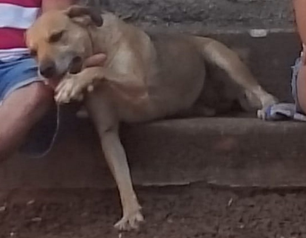 Internauta procura cachorra que sumiu no Bairro Presidente