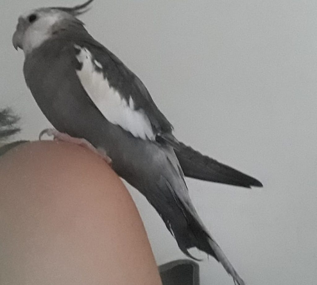 Calopsita desaparece no Bairro Coqueiral e internauta paga recompensa para quem localizar