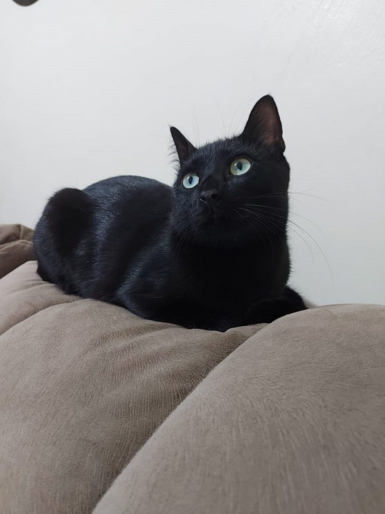 Internauta procura gatinho que sumiu