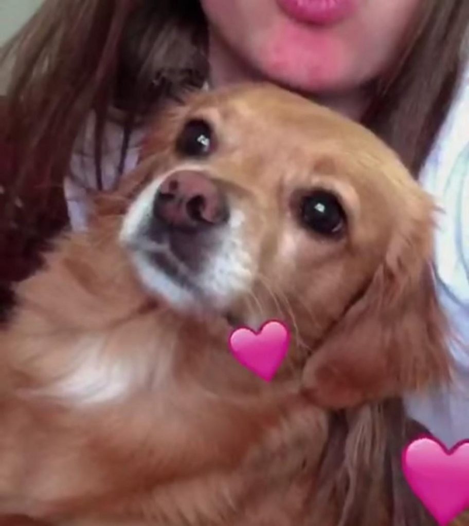 Cachorrinha sumiu do Bairro Gralha Azul em Cascavel e internauta tenta localizar