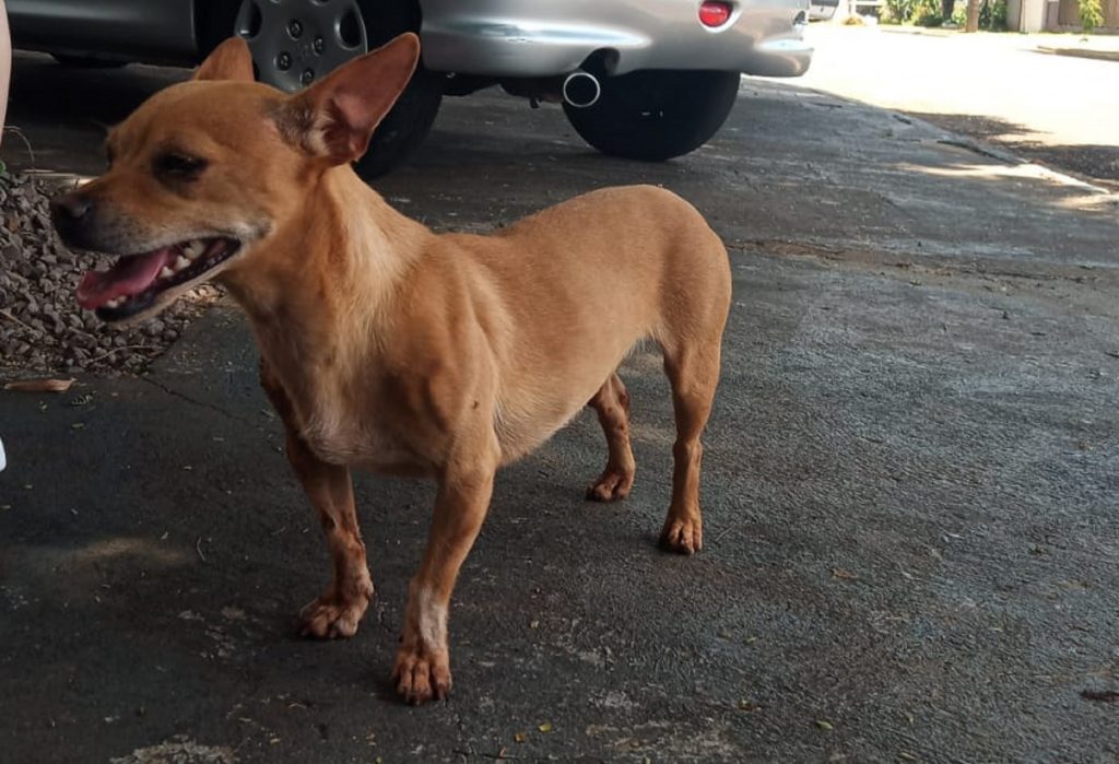 Cachorrinha é encontrada no Bairro Coqueiral