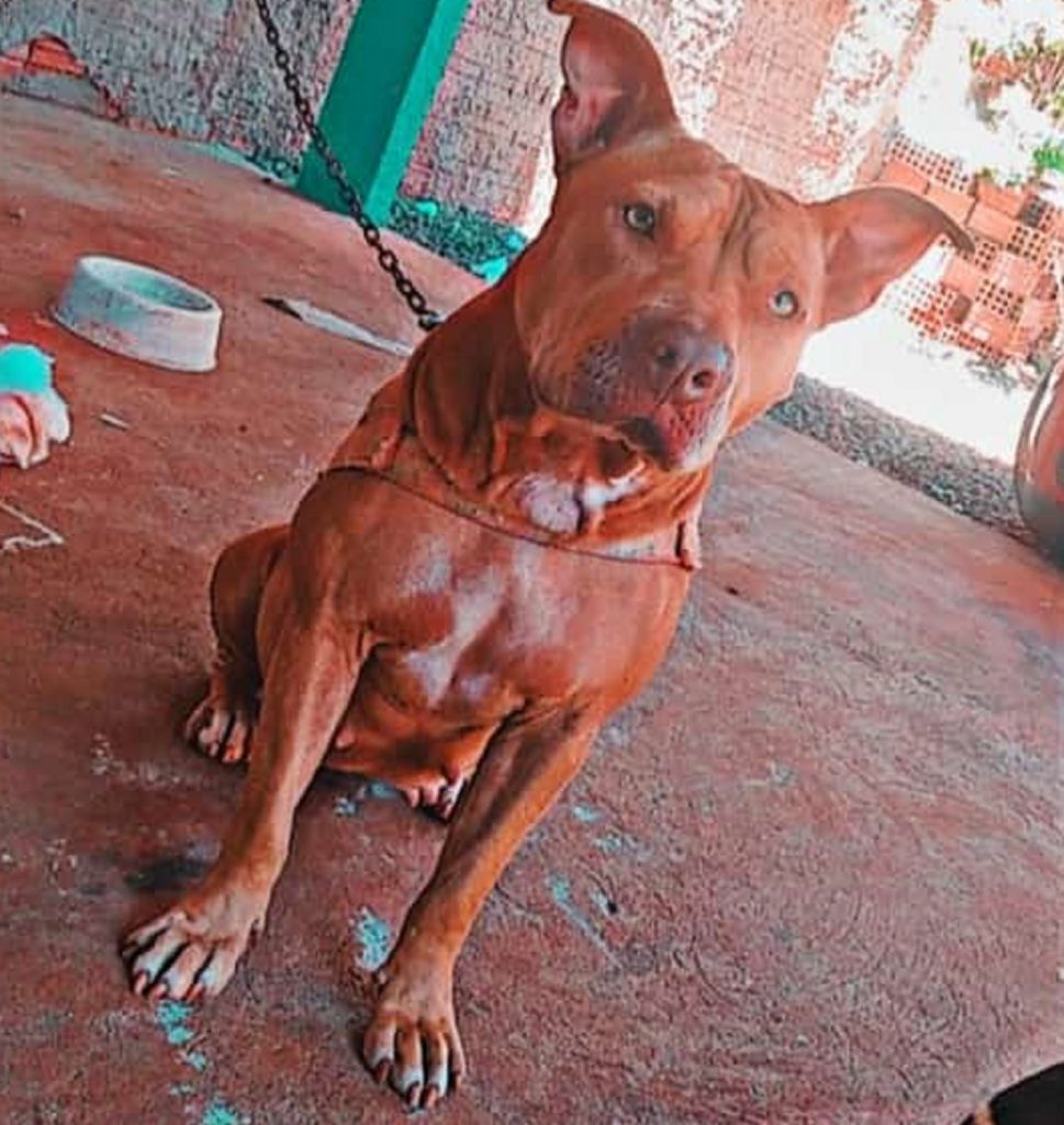 Internauta procura cachorra que sumiu na região do Bairro Interlagos