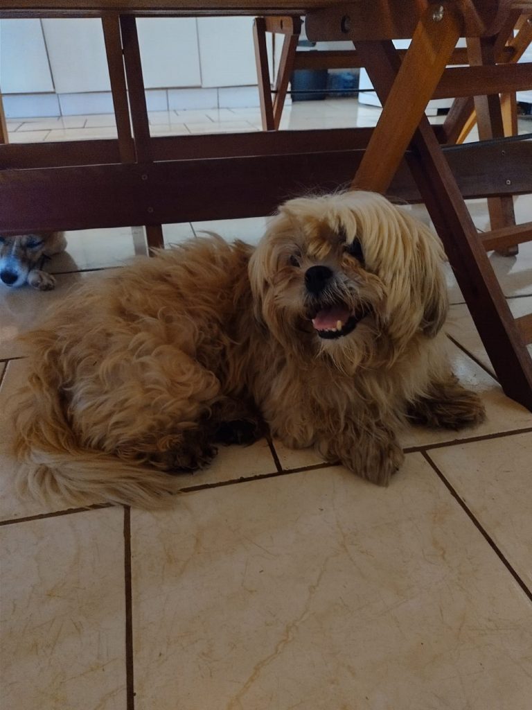 Internauta resgata cachorra no Brasmadeira, em Cascavel