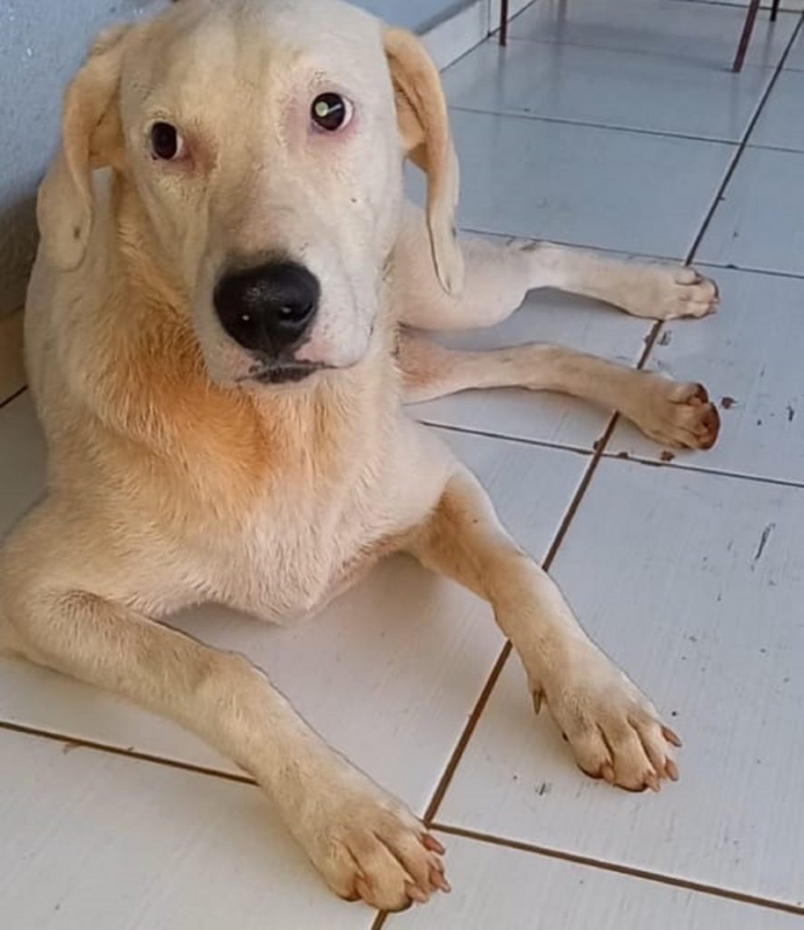 Cachorra é resgatada perto do Trevo Cataratas e internauta tenta localizar o dono