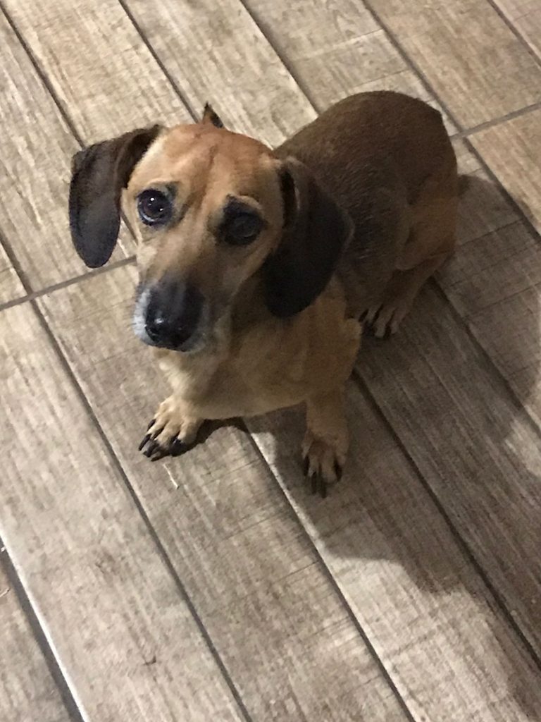 Cachorra é localizada no Jardim Clarito e internauta tenta encontrar o dono
