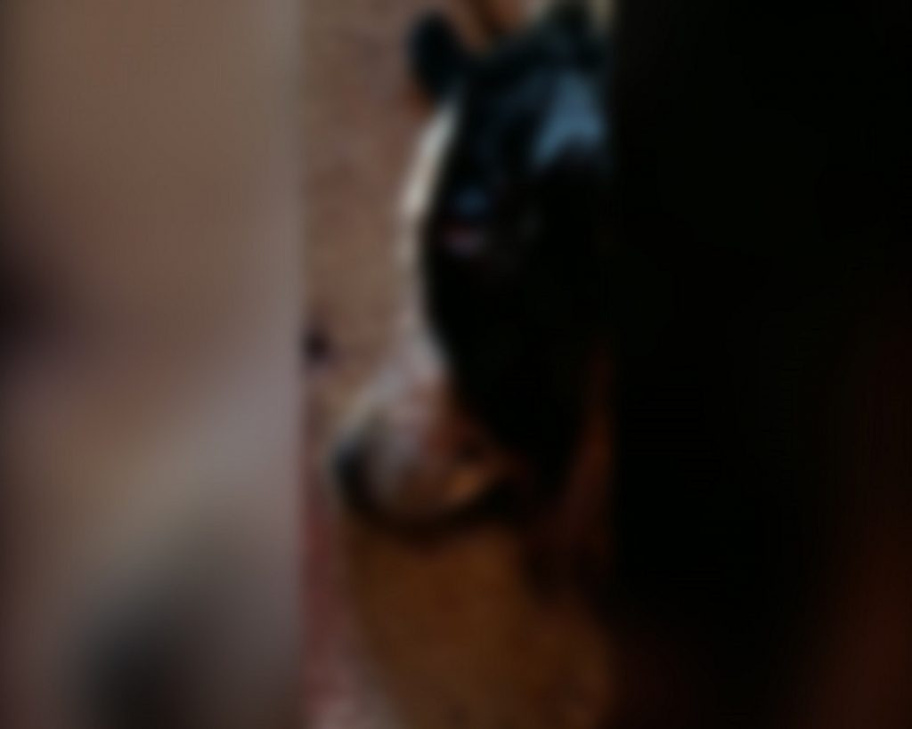 Cachorra é baleada em local de ocorrência atendida pela PM