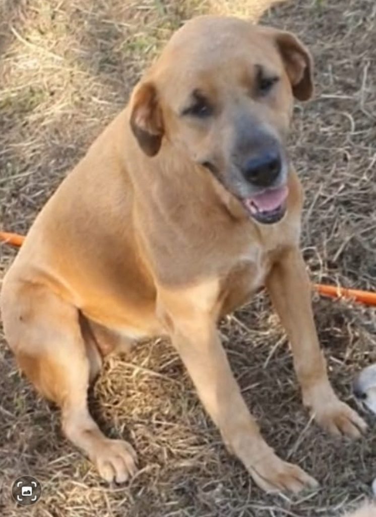 Cachorra Laika é procurada na região do Bairro Country