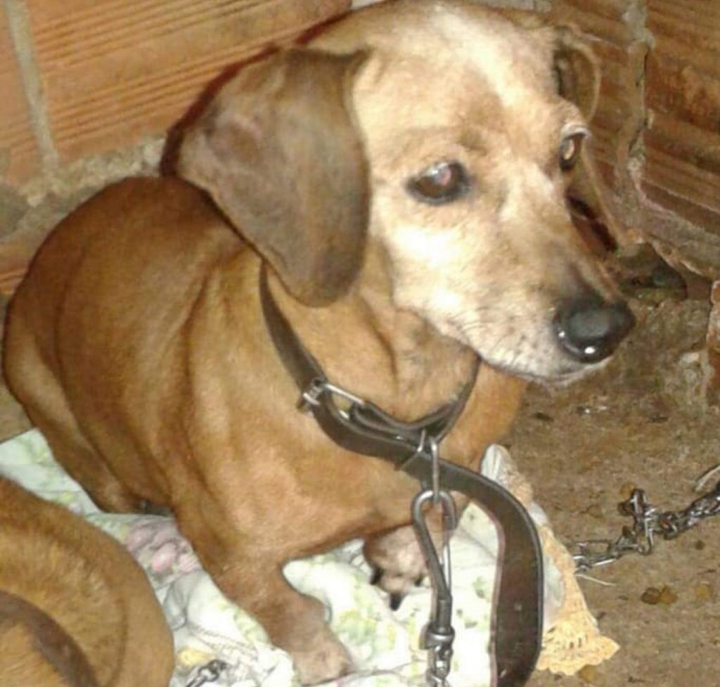 Internauta procura dois cães que sumiram nessa madrugada (1º) no Bairro Coqueiral