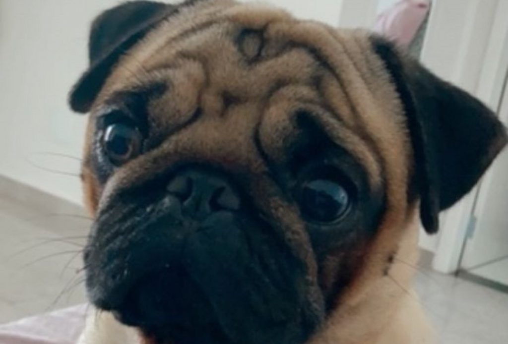 Cão de estimação está desaparecido na região do Bairro Brasmadeira