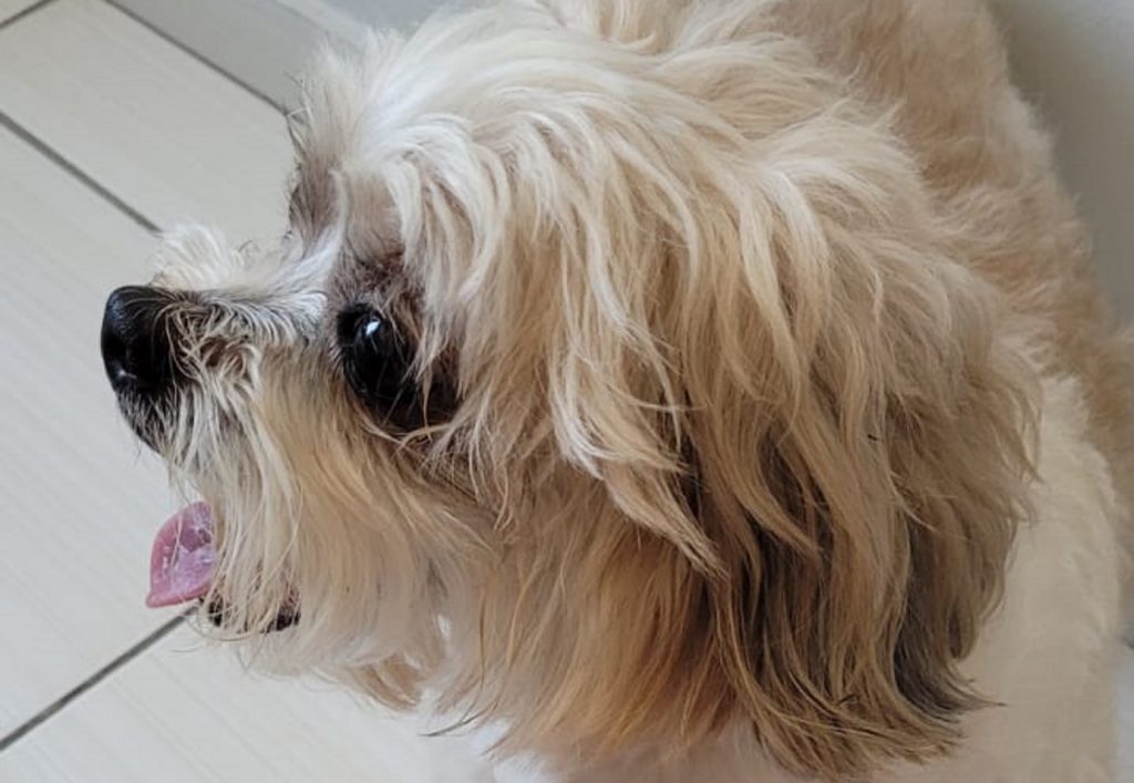 Cão da raça shih tzu é encontrado no Bairro Neva; moradora quer devolvê-lo ao dono