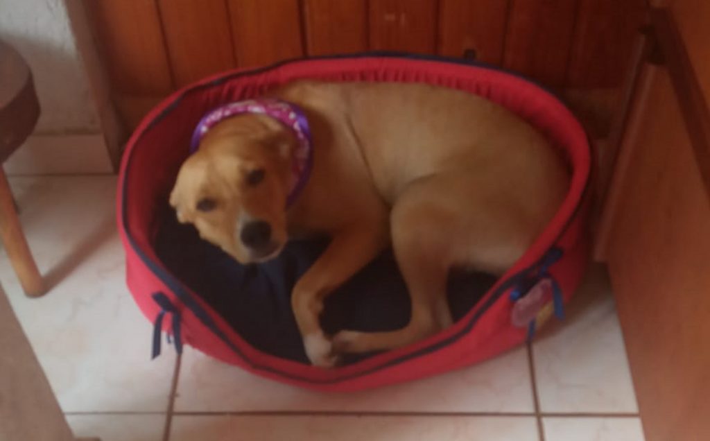 Cachorrinha de estimação está desaparecida na região do Bairro Universitário