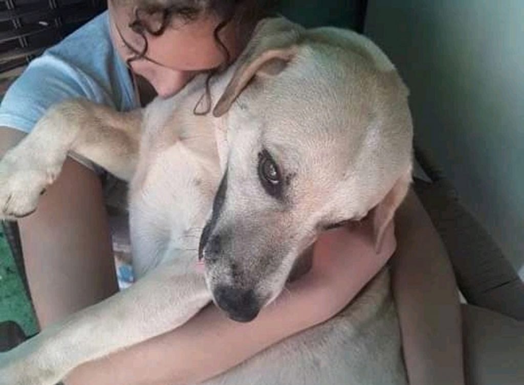 Cão ‘Ted’ está desaparecido na região do Bairro Brasmadeira