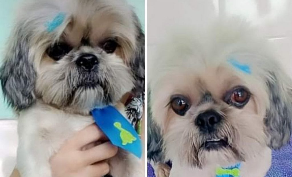 Cachorrinho ‘Theo’ está desaparecido na região do Bairro Santa Cruz