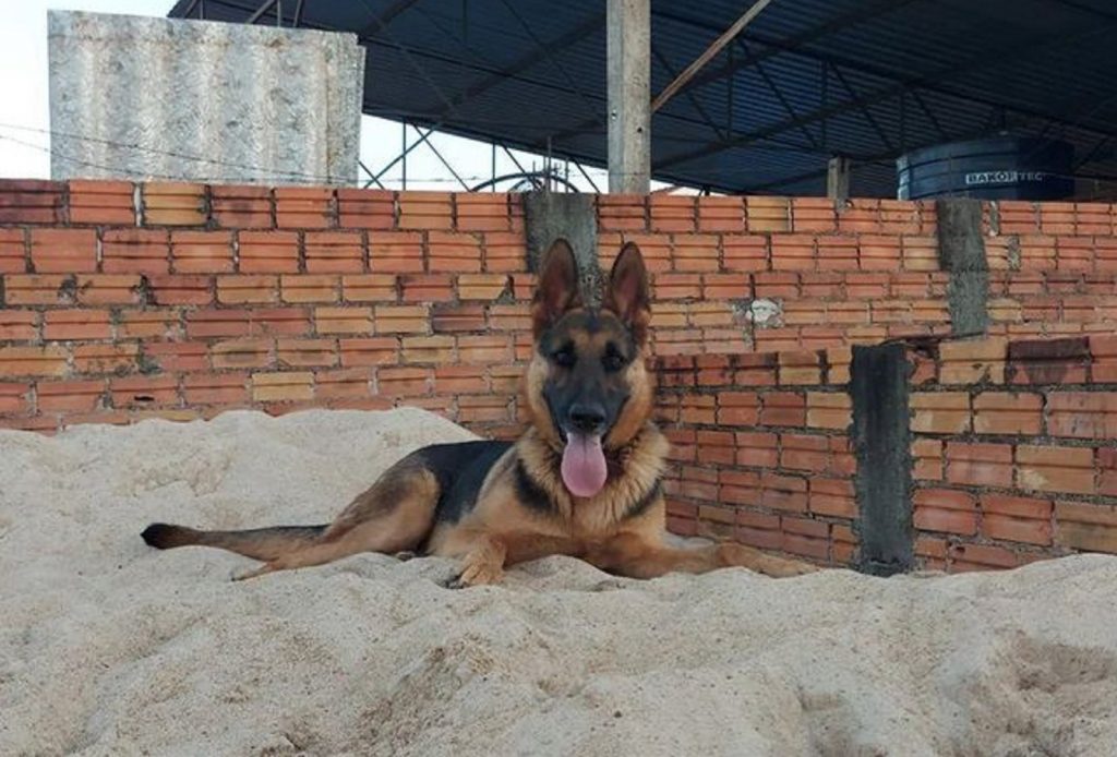Cão ‘Simba’ está desaparecido na região do distrito de Sede Alvorada