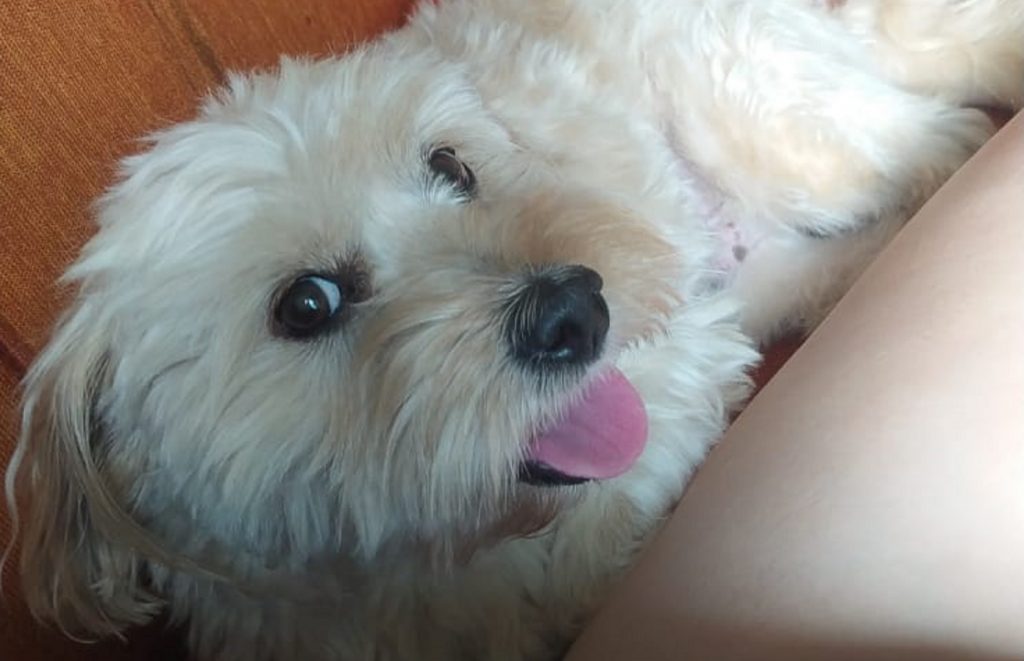 Internauta pede ajuda para custear cirurgia de cachorrinho que caiu de janela de apartamento e fraturou o fêmur
