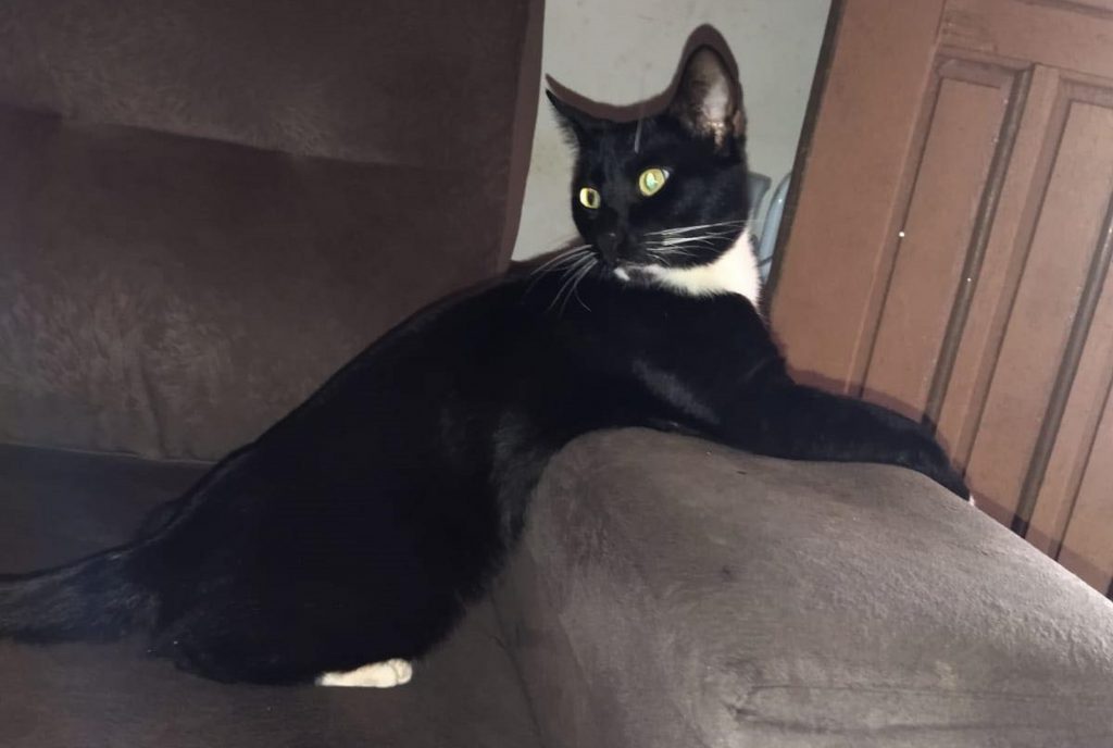 Gato ‘Stiven’ está desaparecido e moradora do Bairro São Cristóvão pede ajuda